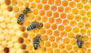 Déclarez vos ruches: Du 1er septembre au 31 décembre 2022